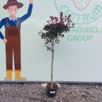 Škumpa vlasatá (Cotinus coggygria) ´ROYAL PURPLE´ - výška 100-120 cm, kont. C5L - NA KMIENKU